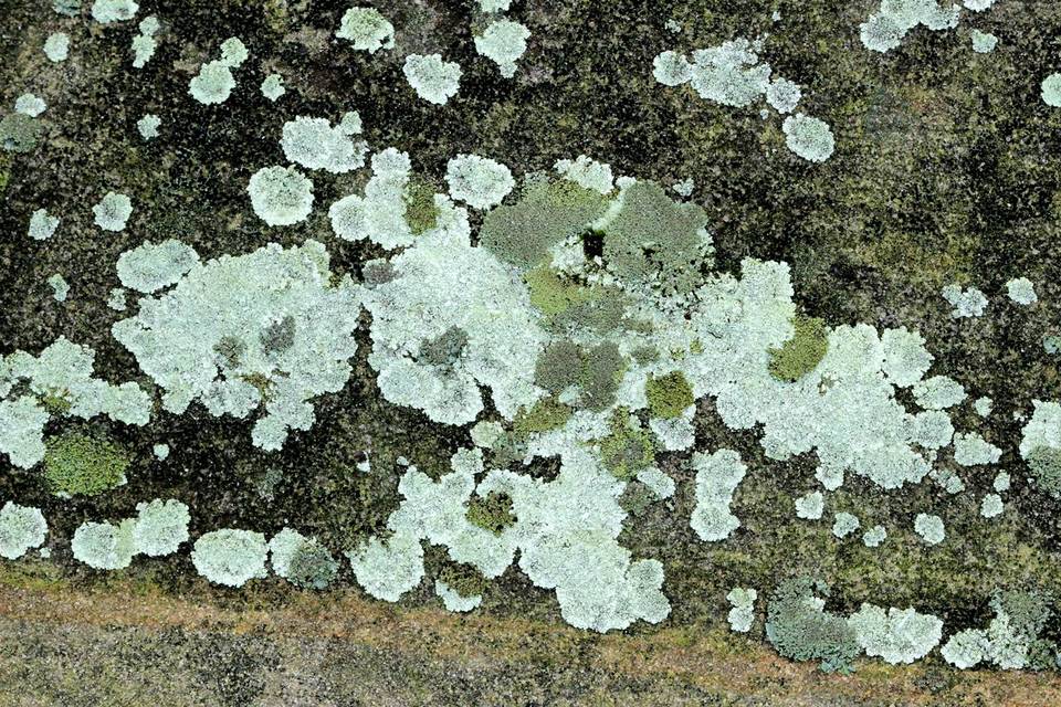 Lepraria cryophila image