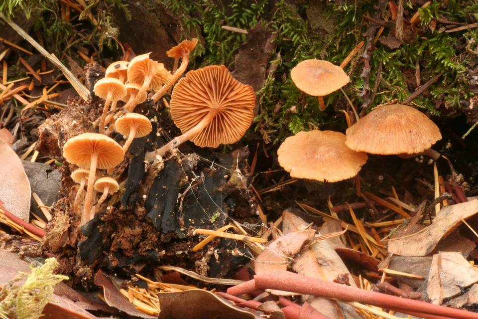 Tubaria praestans image
