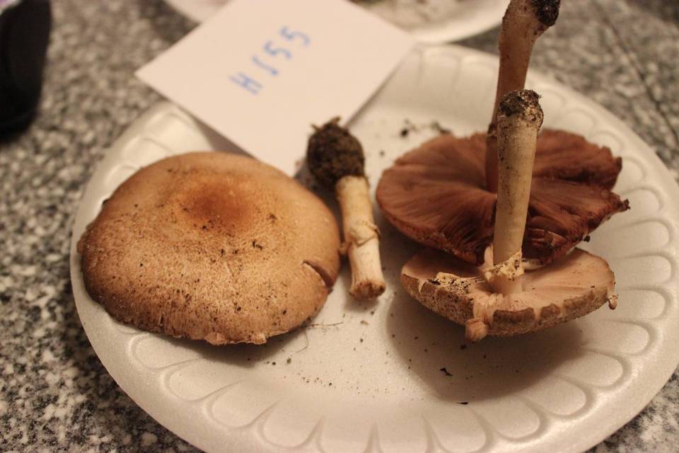 Agaricus porphyrocephalus image