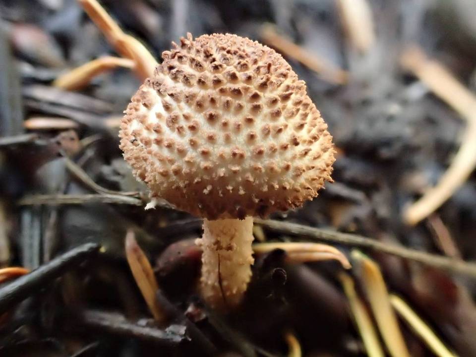 Echinoderma pseudoasperulum image