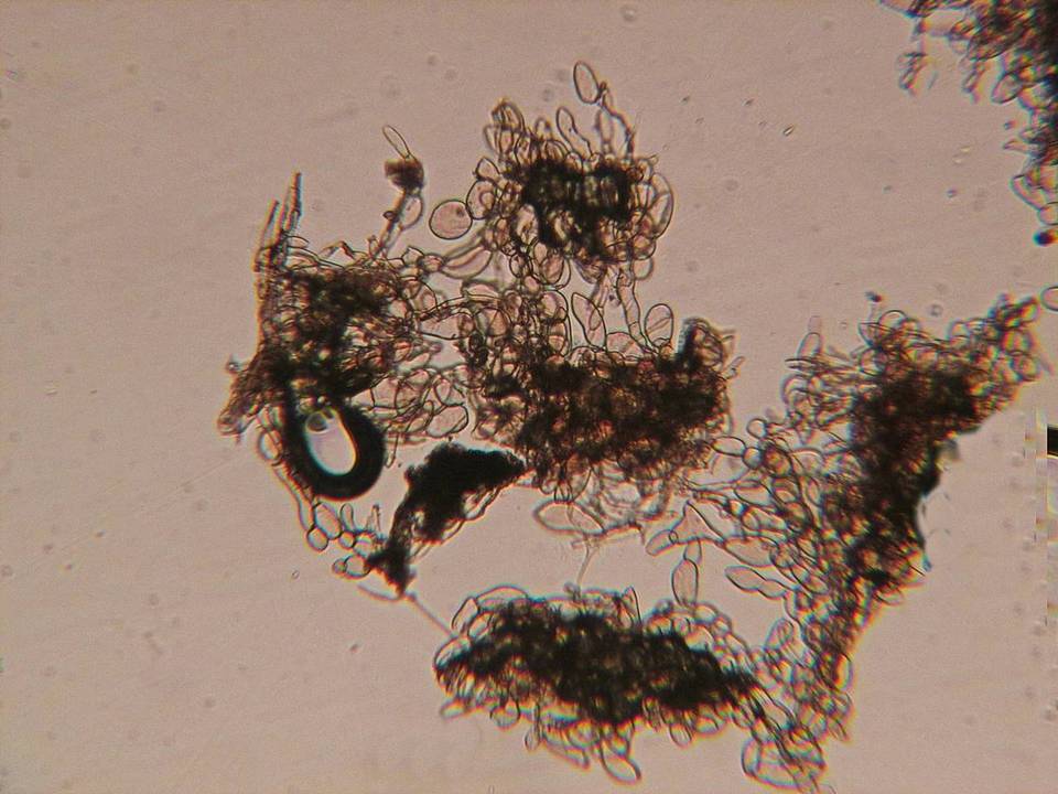 Echinoderma pseudoasperulum image