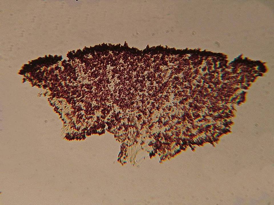Echinoderma pseudoasperulum image