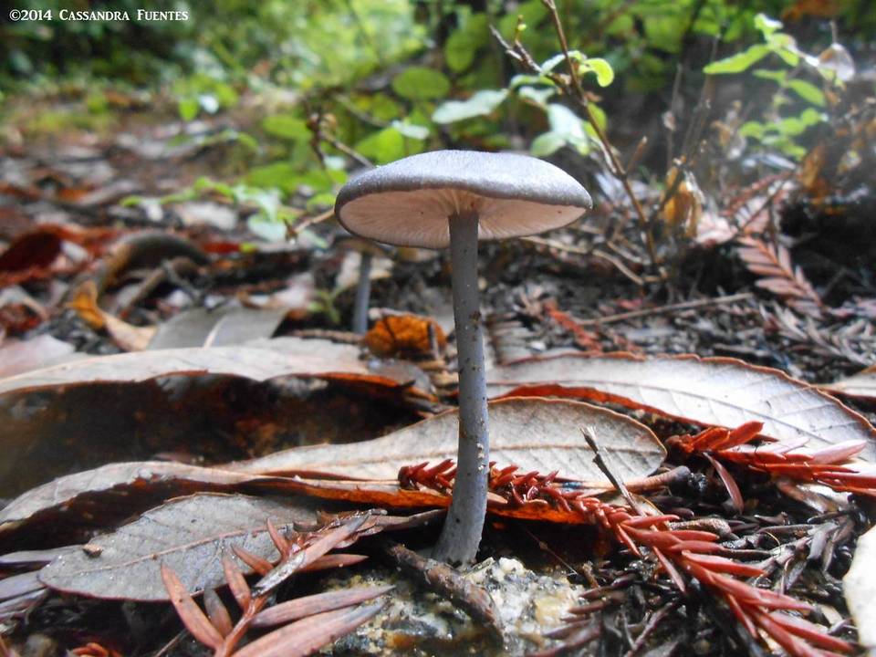 Entoloma parvum image