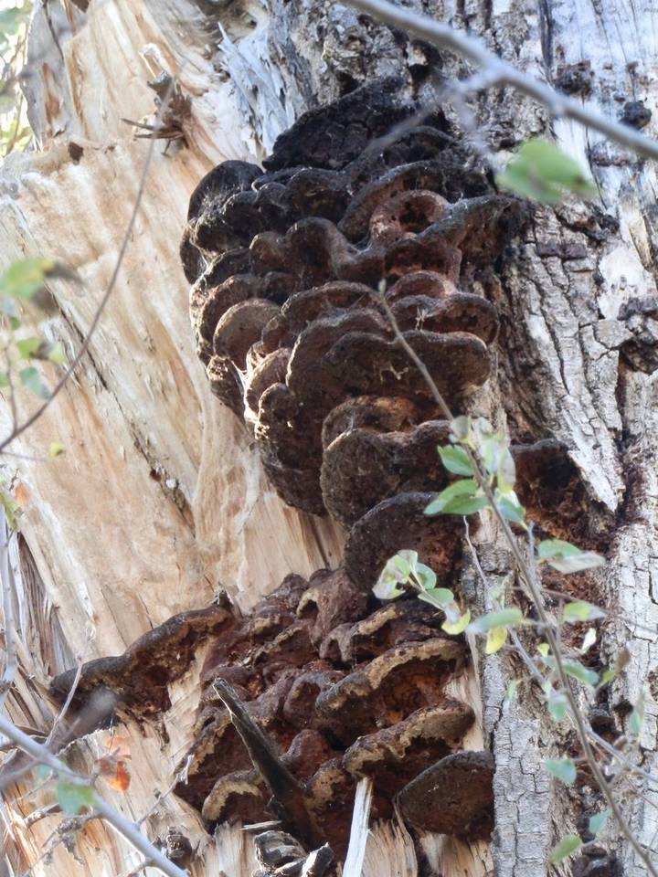 Inonotus munzii image