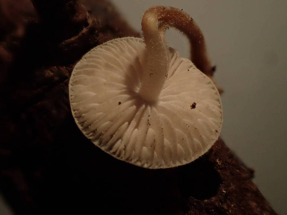 Strobilurus albipilatus image