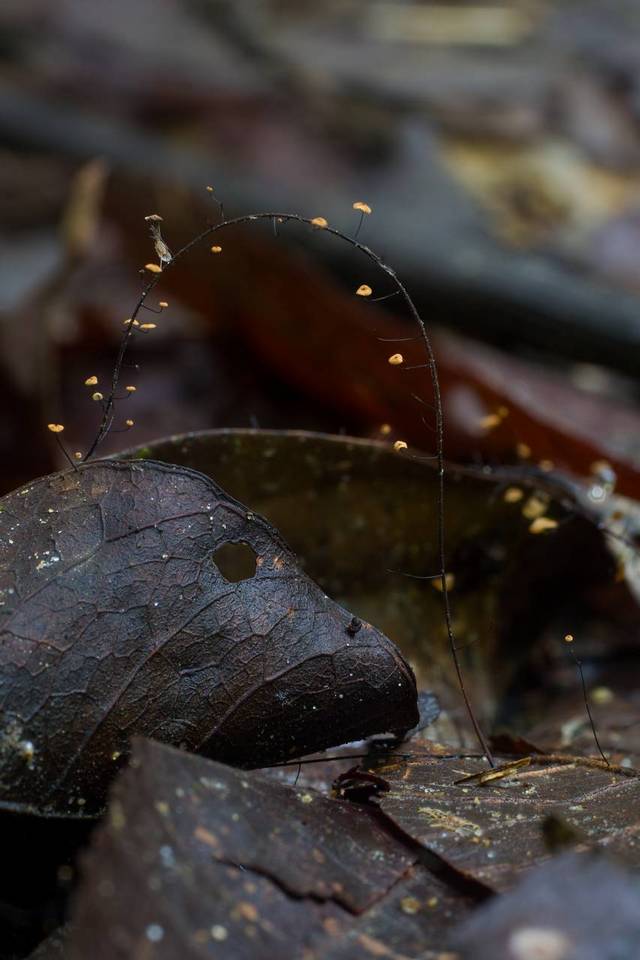 Manuripia bifida image