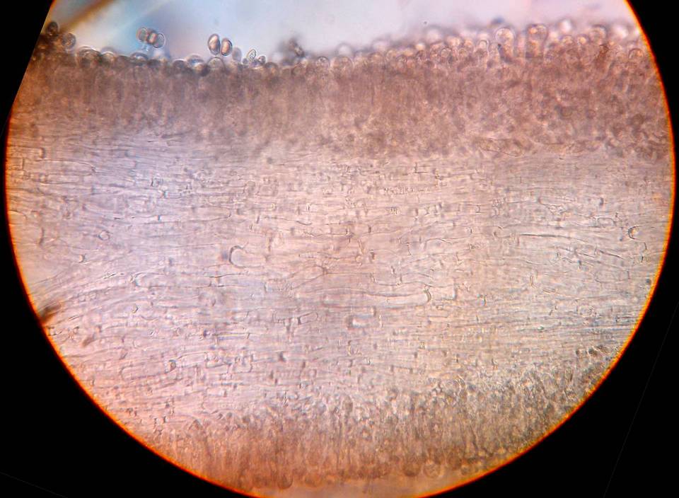 Inocybe adaequata image