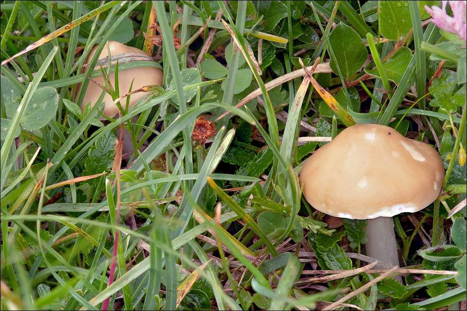 Melanoleuca evenosa image