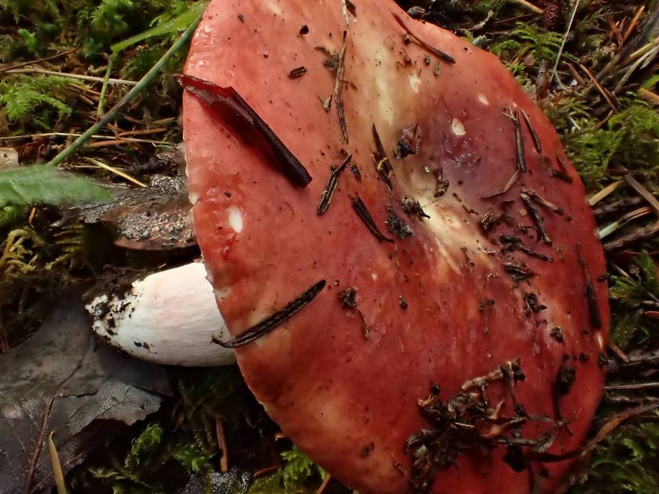 Russula maculata image