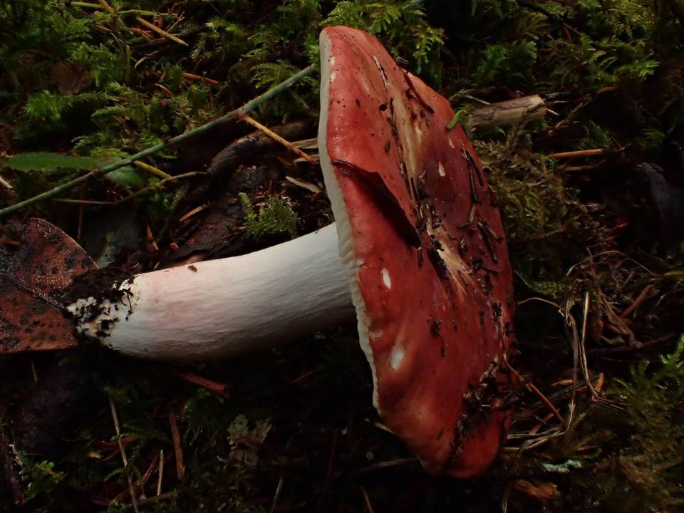 Russula maculata image