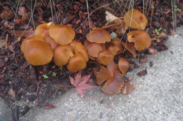 Conocybe aurea image