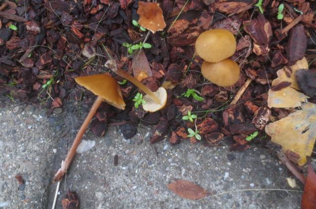 Conocybe aurea image