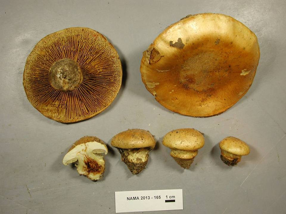 Cortinarius olearioides image