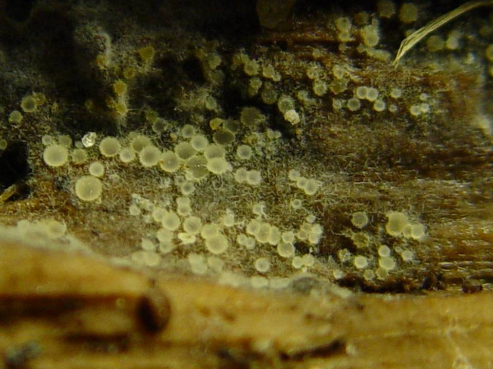 Arachnopeziza aurata image