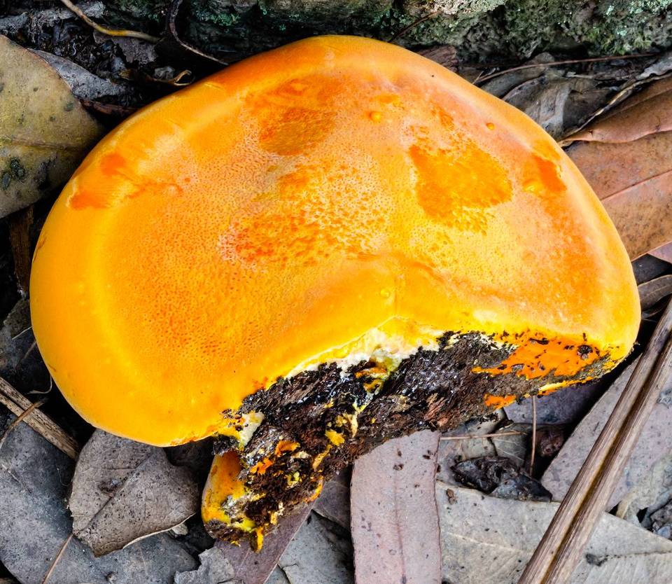 Piptoporus australiensis image