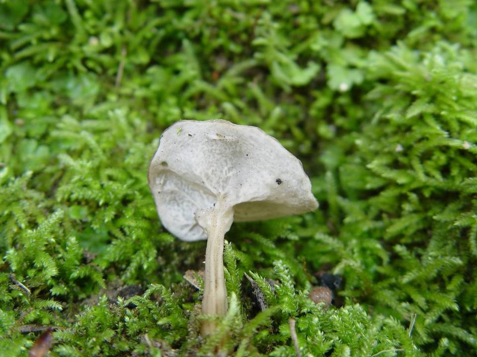 Helvella phlebophora image