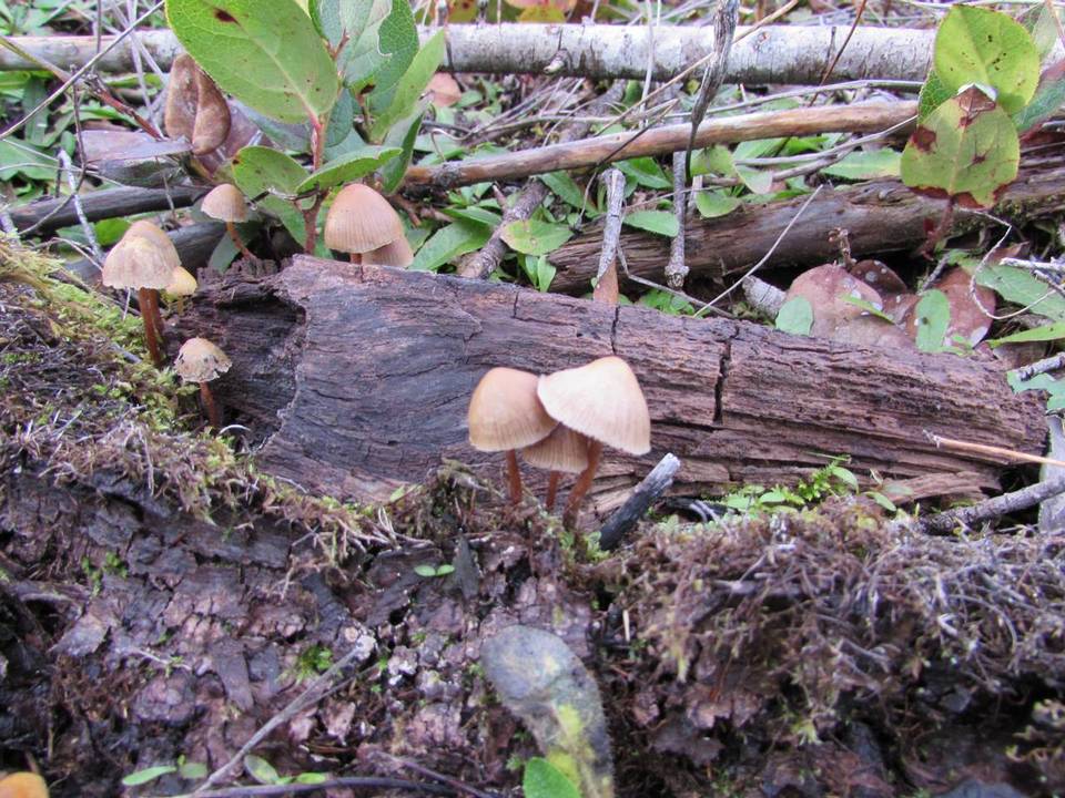 Psilocybe pelliculosa image