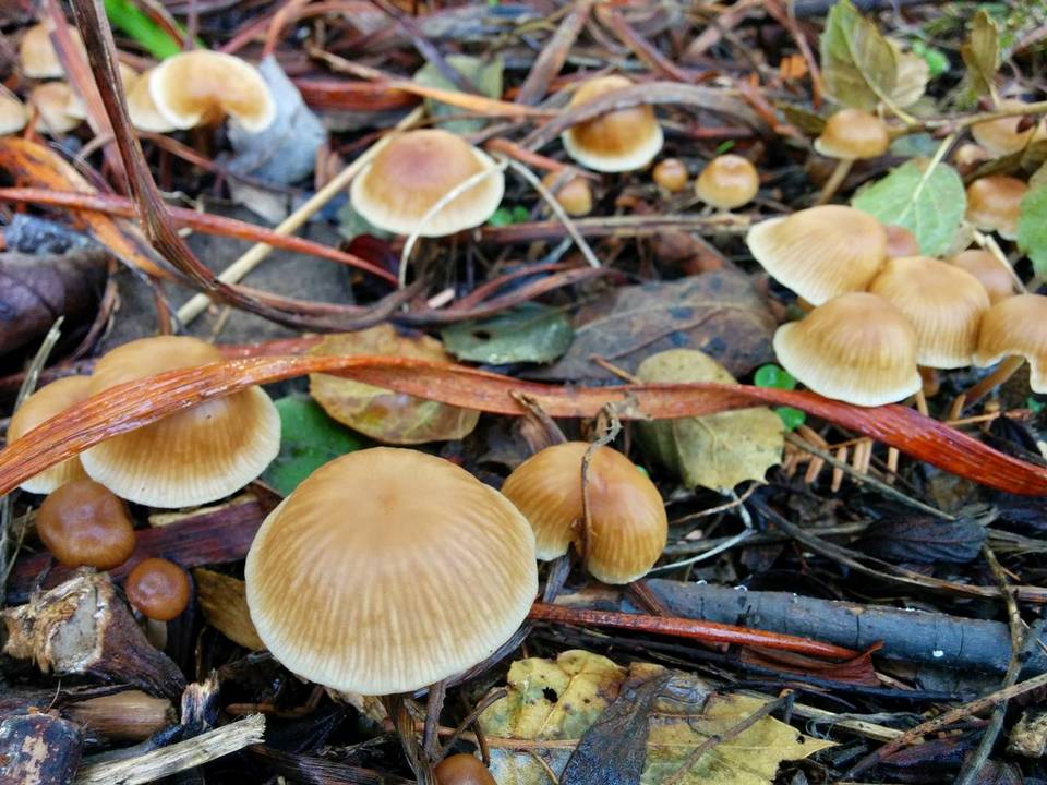 Gymnopus subpruinosus image