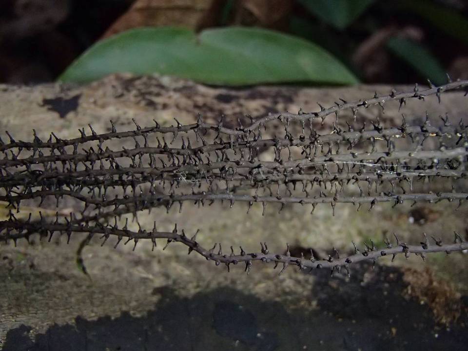 Thamnomyces chordalis image