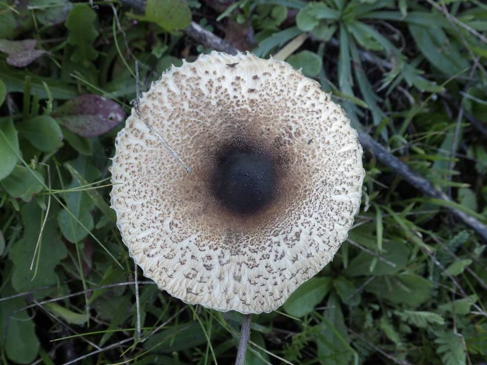 Macrolepiota phaeodisca image