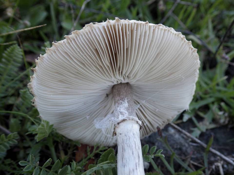 Macrolepiota phaeodisca image