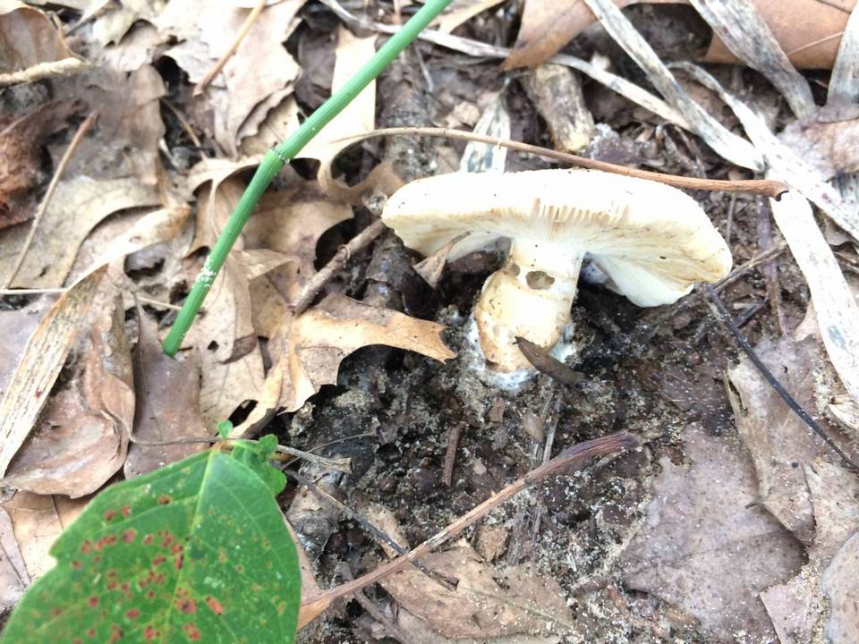 Russula anomala image