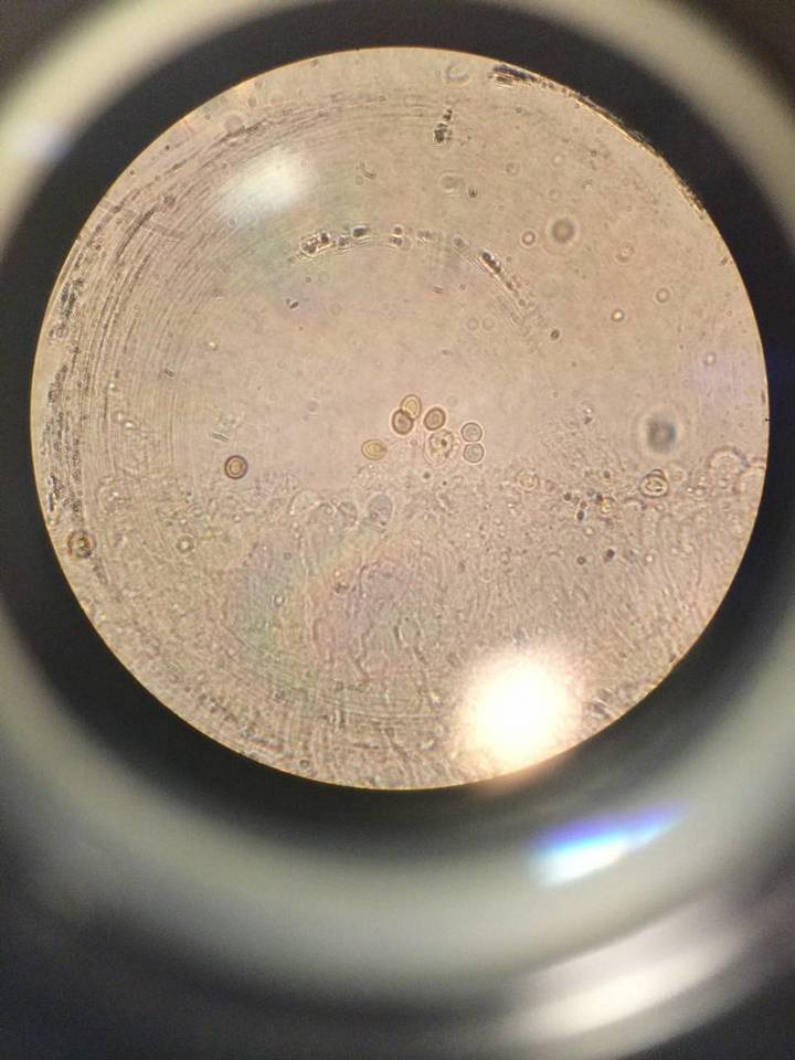 Russula anomala image