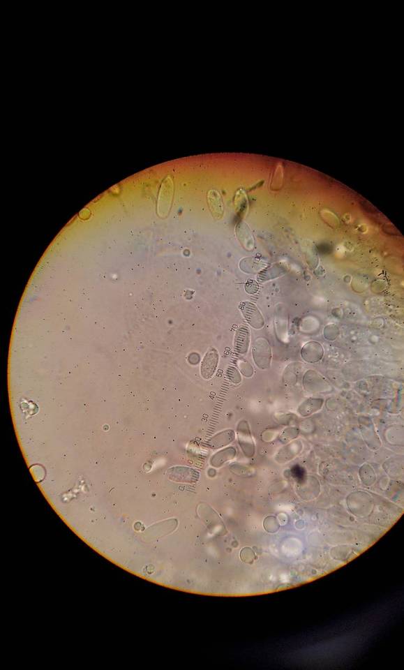 Amanita virosiformis image