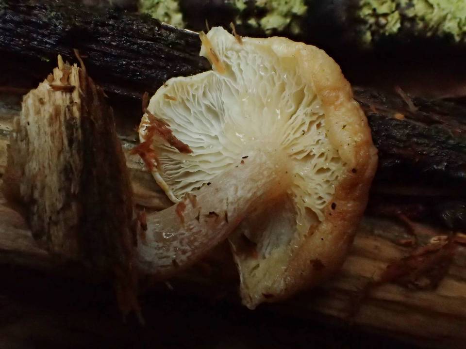 Ossicaulis lignatilis image