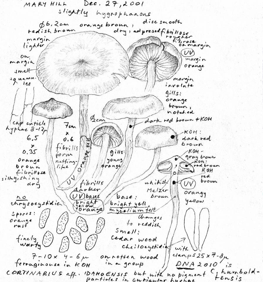 Cortinarius humboldtensis image