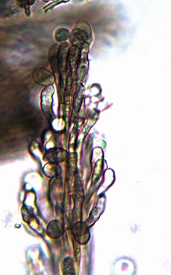 Paradidymobotryum image