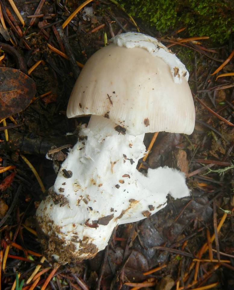 Amanita crassiputamen image