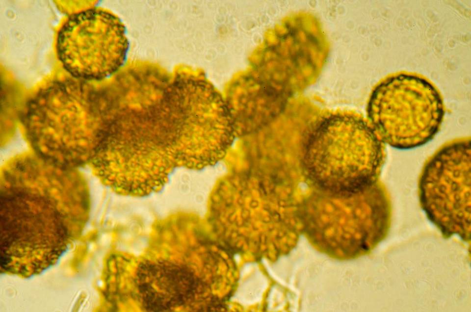 Octaviania tasmanica image