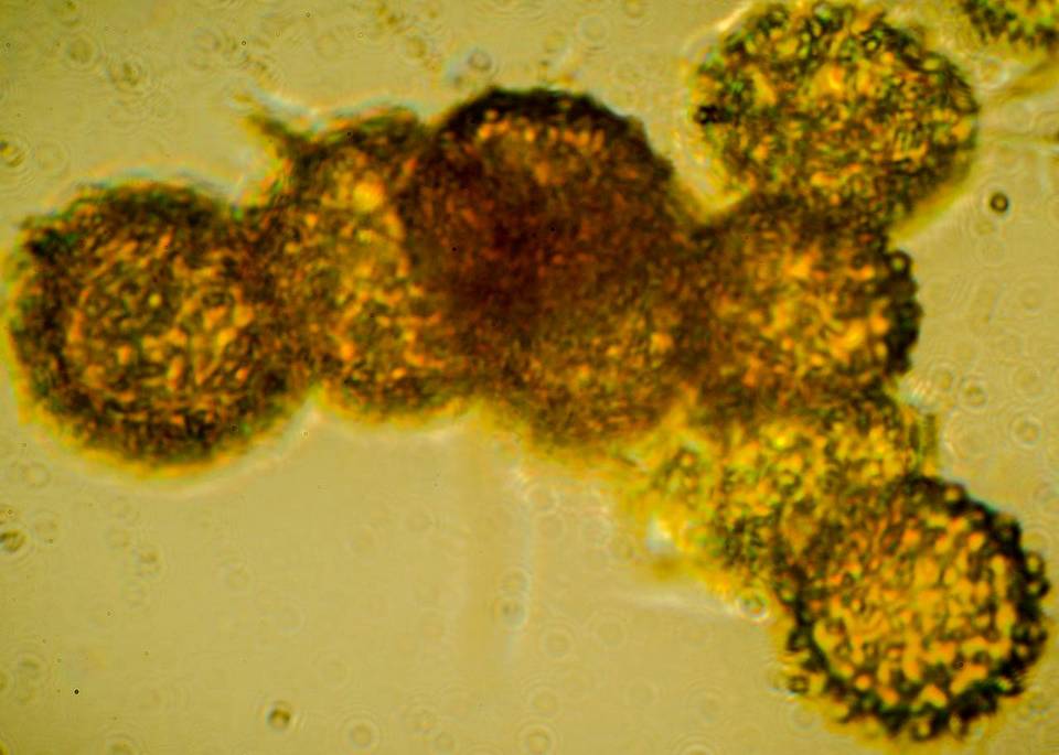 Octaviania tasmanica image