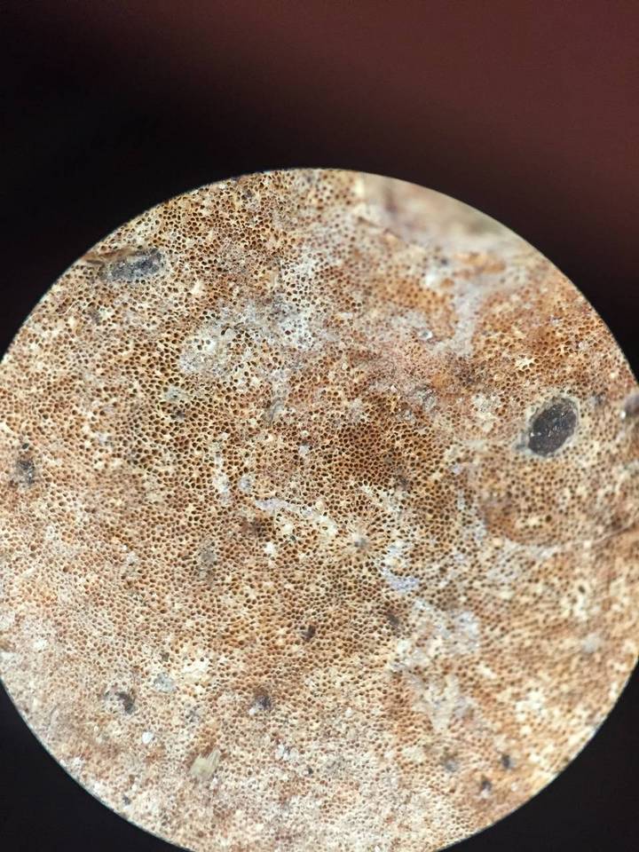Microporellus dealbatus image