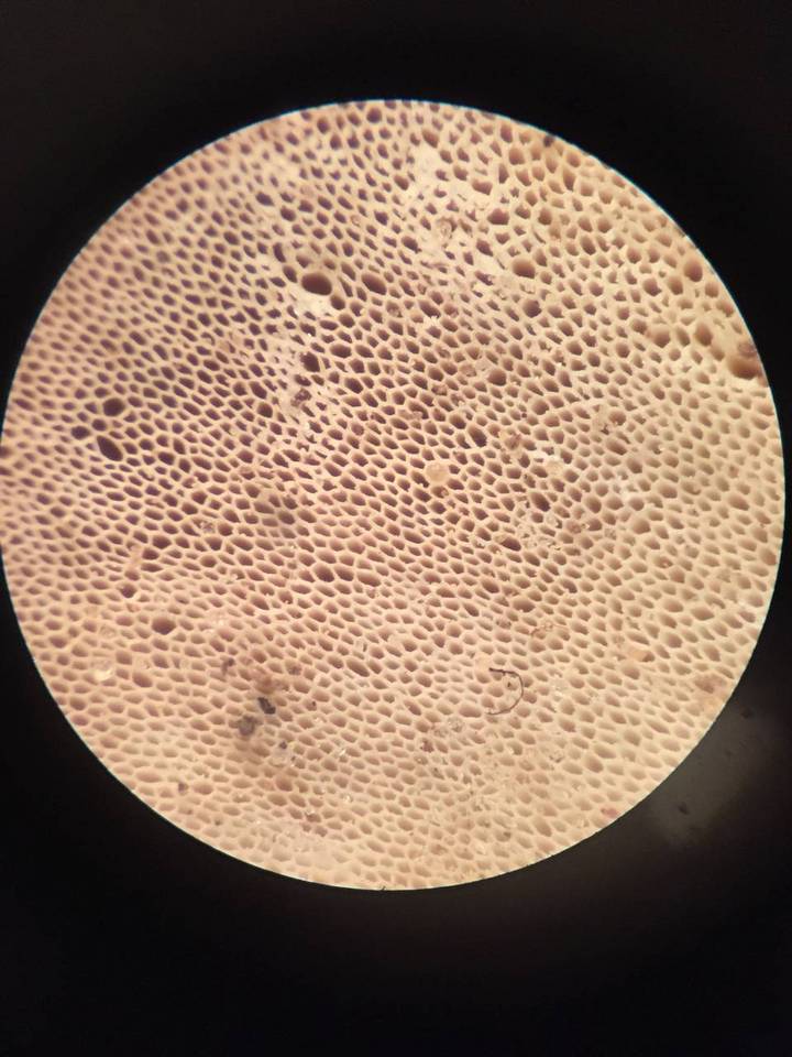 Microporellus obovatus image