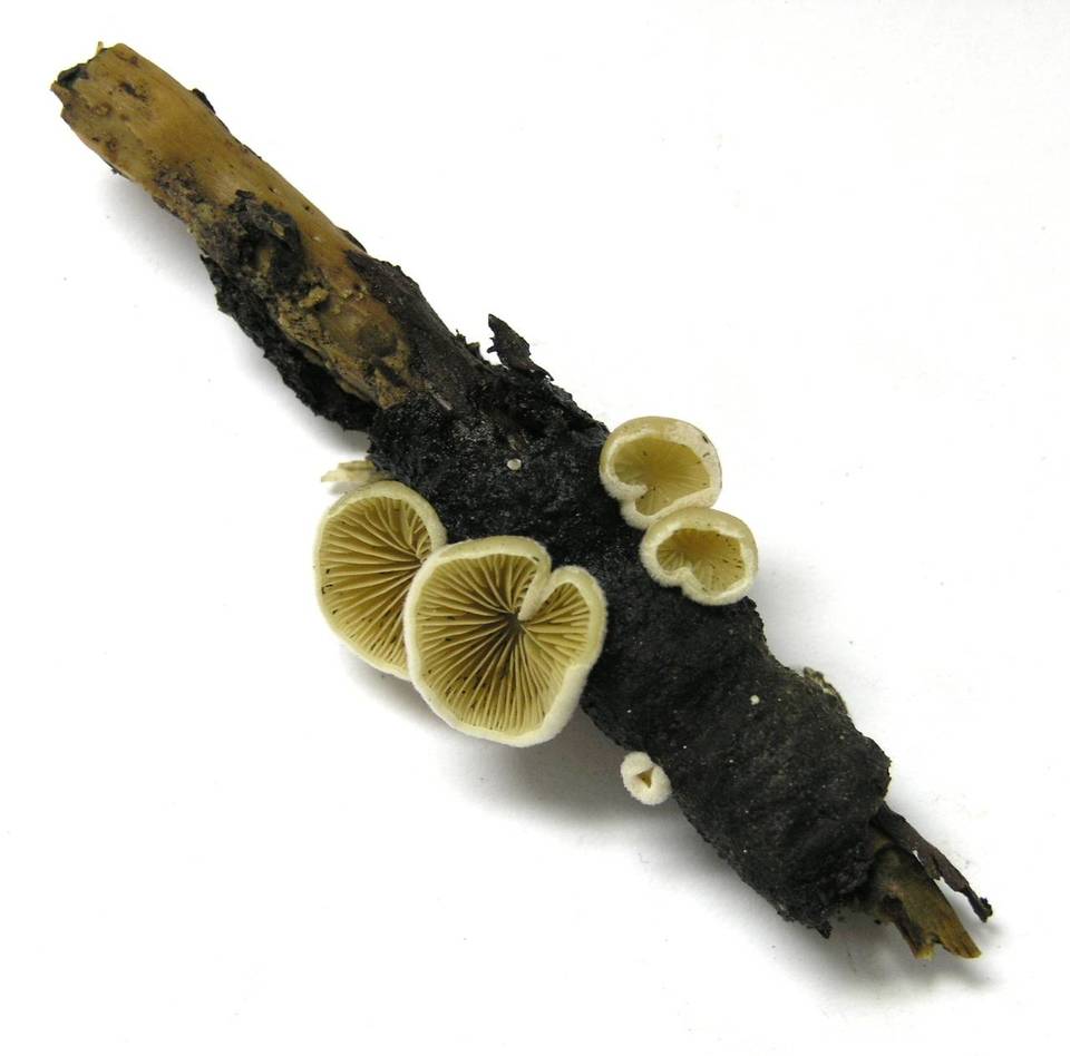 Crepidotus fimbriatus image