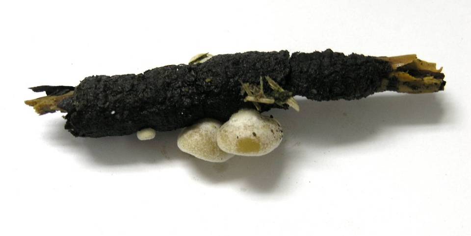 Crepidotus fimbriatus image