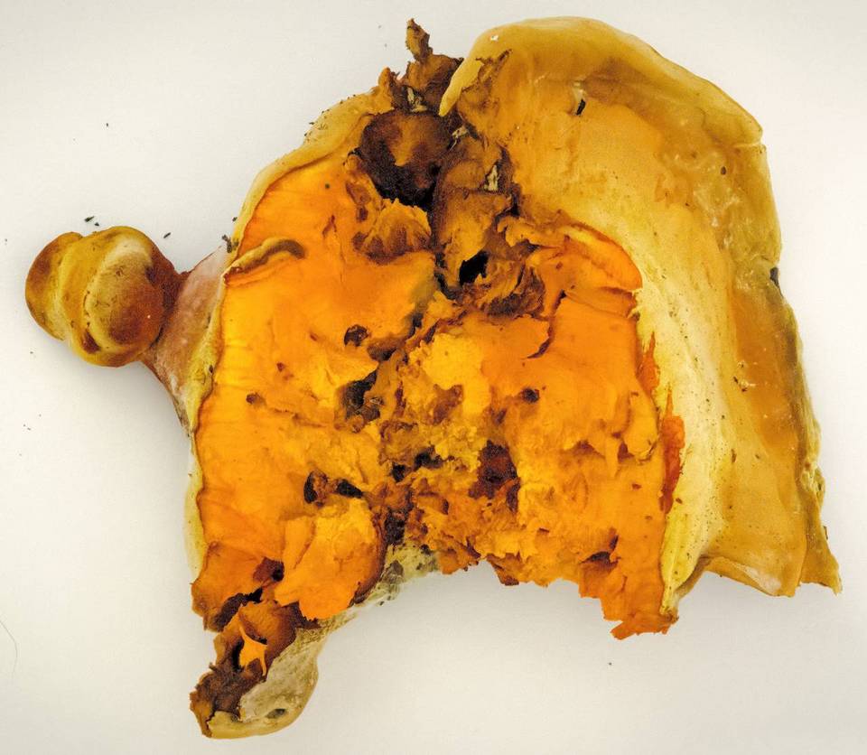 Piptoporus australiensis image