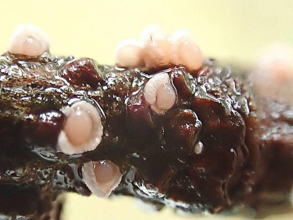 Corticium minnsiae image