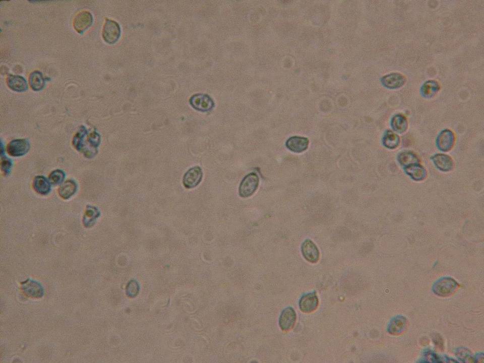 Rhodocybe nuciolens image