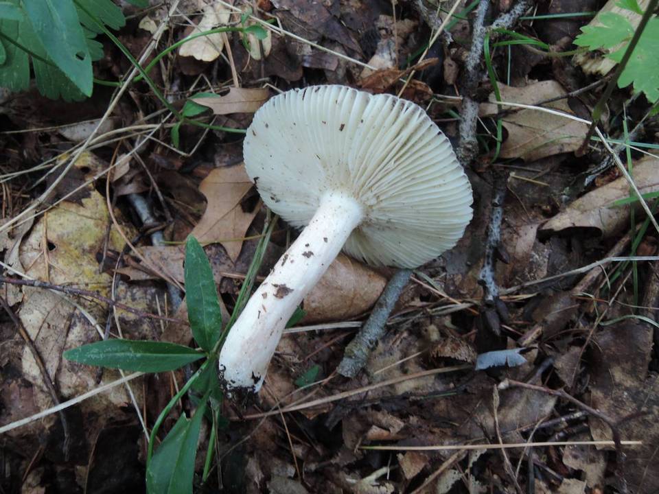 Russula lilacea image