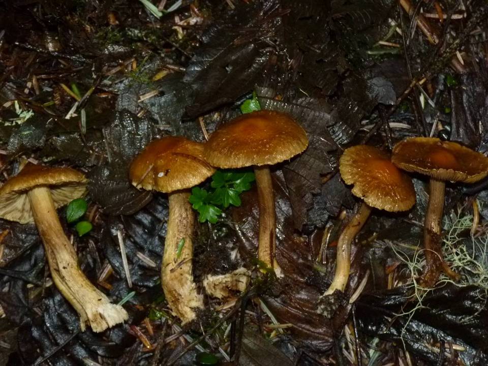 Inocybe olympiana image