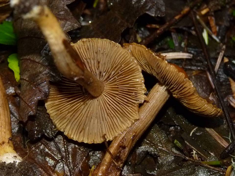 Inocybe olympiana image