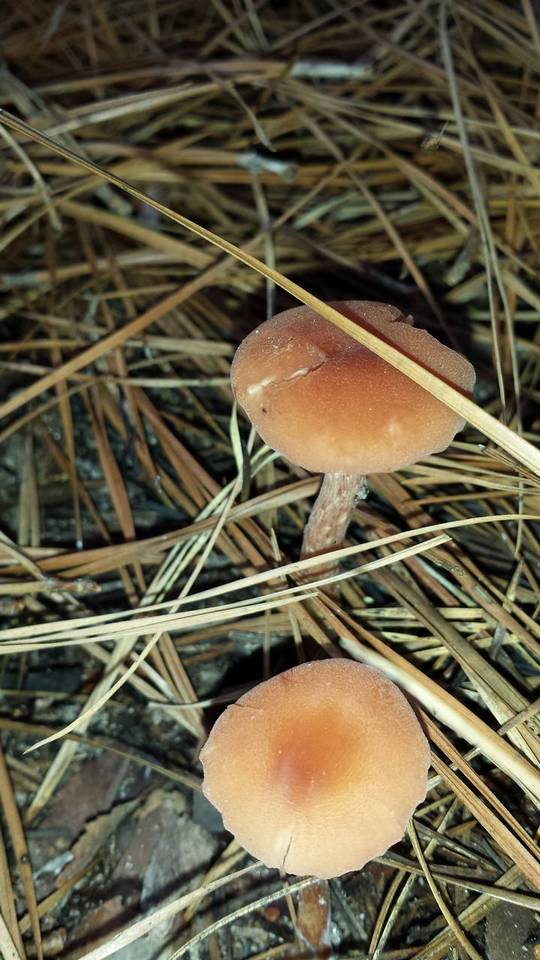Laccaria trichodermophora image