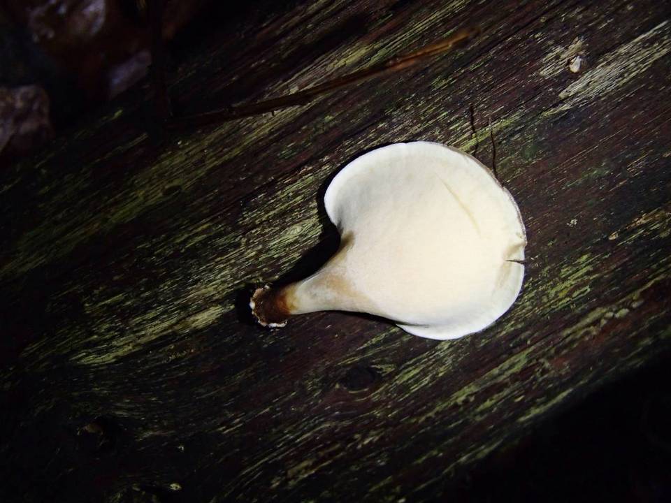 Polyporus leprieurii image