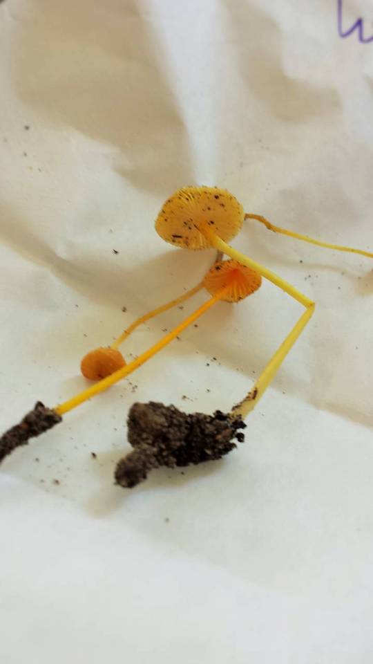 Mycena crocea image