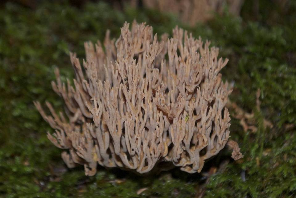 Ramaria rubella f. rubella image