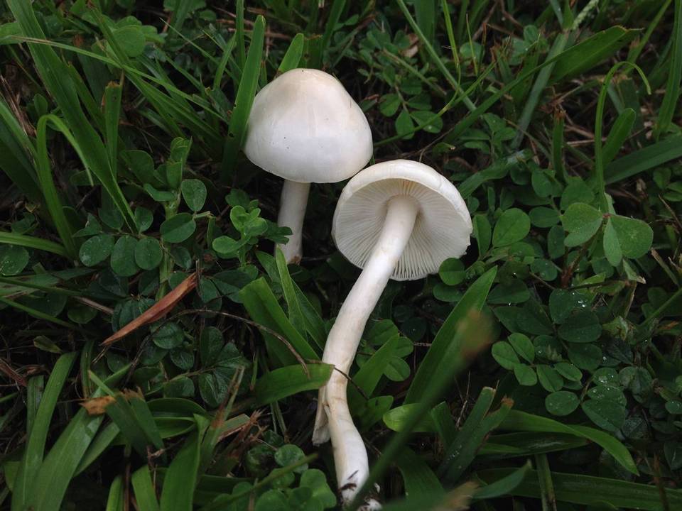Limacella subillinita image