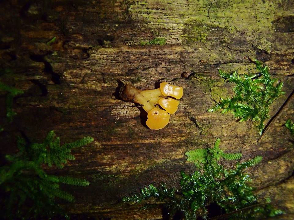 Calocera arborea image